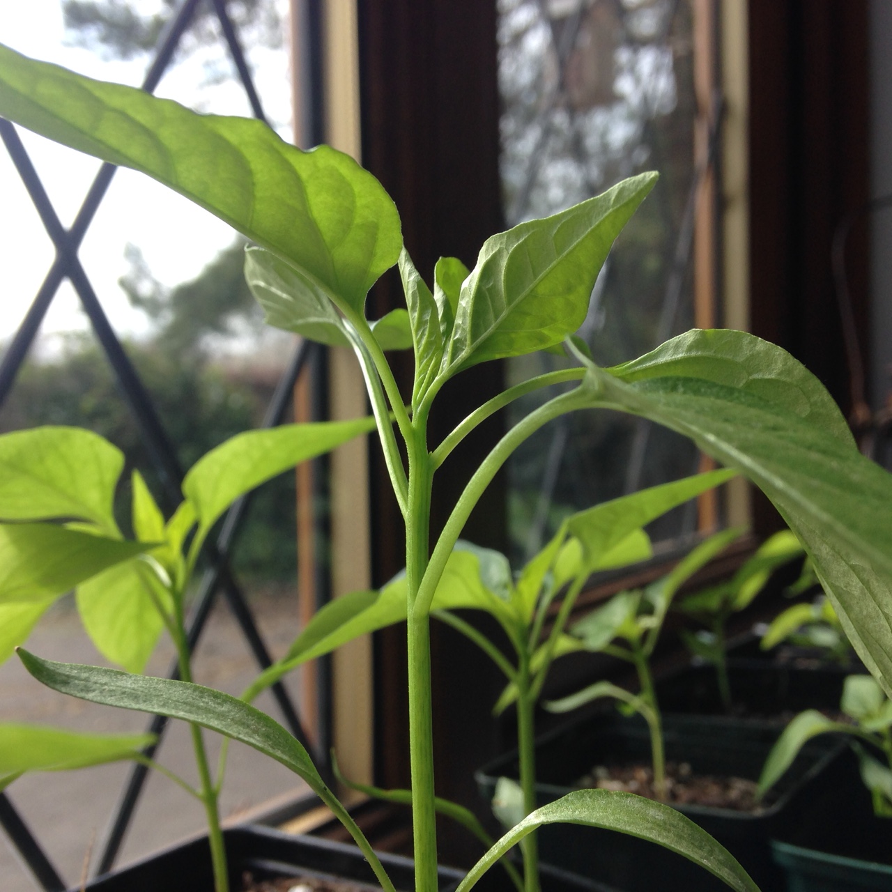 How and when to top your chilli plants?